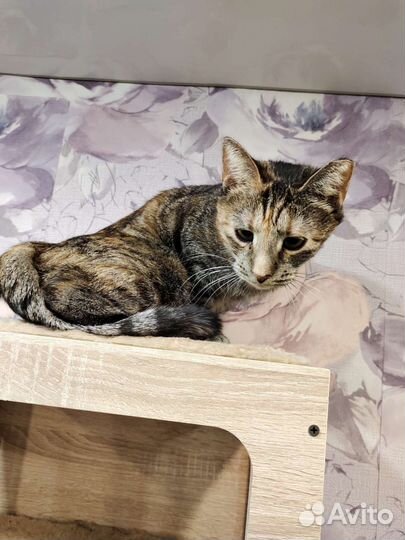 Кошка в добрые ручки