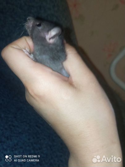 Продаю крысят