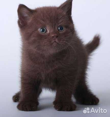 Британская