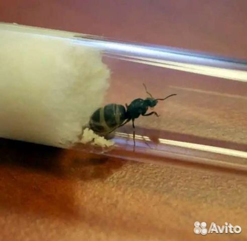 Муравьи Lasius niger (Черный садовый муравей)