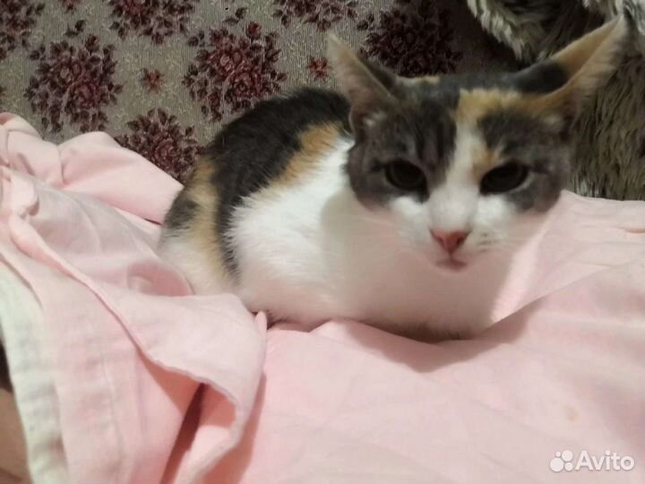 Джеззи ищет дом