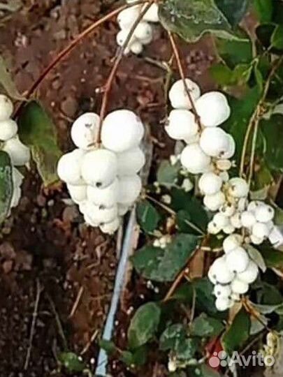 Декоративные многолетники