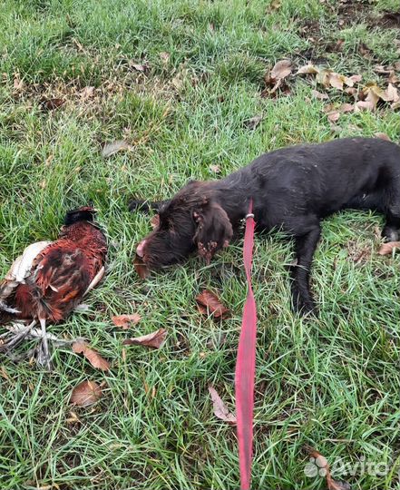 Щенки дратхаара