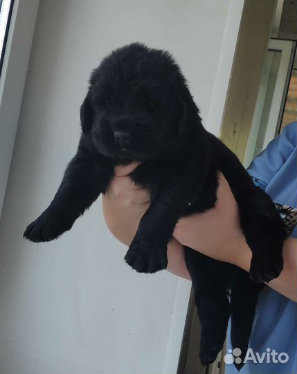 Ньюфаундленд