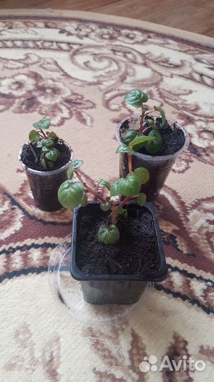 Продам фуксию