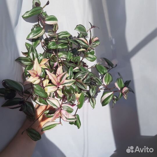 Традесканция