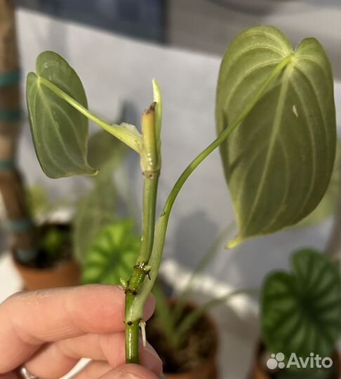Филодендрон Меланохризум