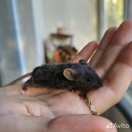 Декоративные мыши