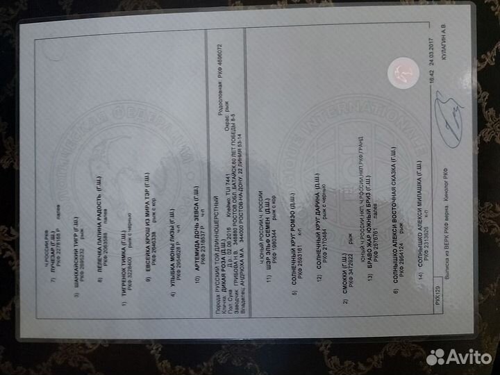 Той-терьер приглашает на вязку