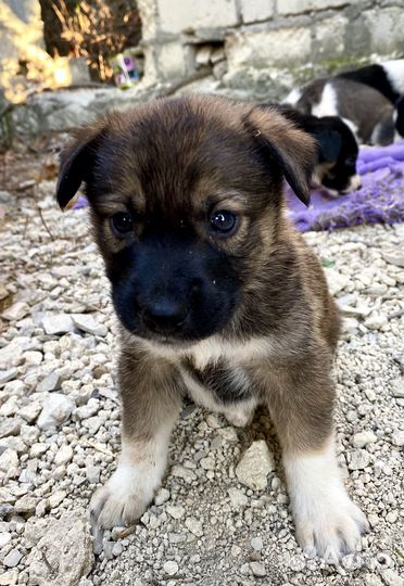 Щенок в добрые руки