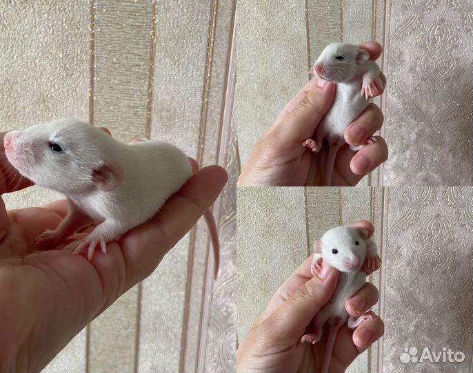 Крыса Дамбо