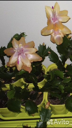 Шлюмбергеры сортовые