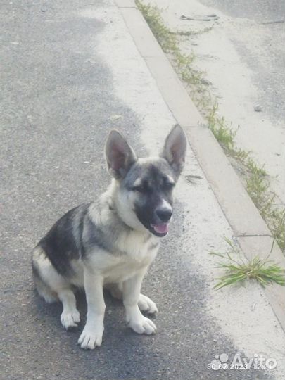 Домашние животные бесплатно собаки щенки