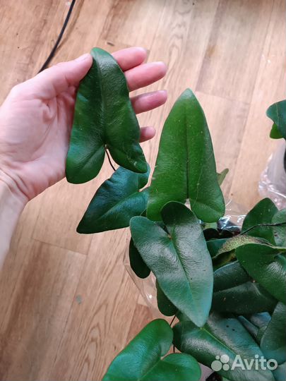 Папоротник Сердце. Комнатные цветы