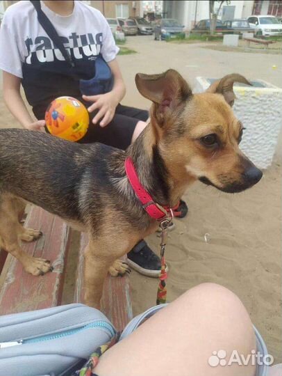 Собака в добрые руки отдам бесплатно