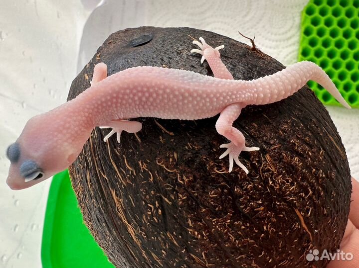 Эублефар гекон