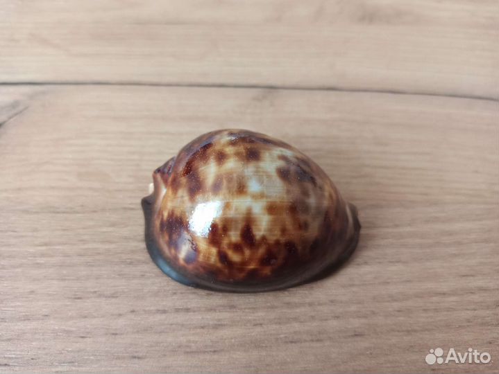 Морская раковина