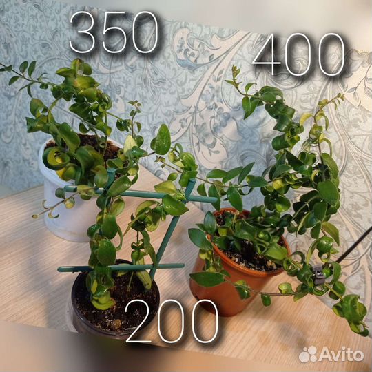 Цветущие, комнатные