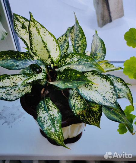 Продам отростки цветов