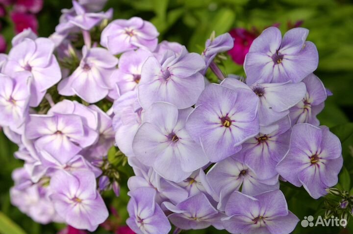 Флоксы сортовые