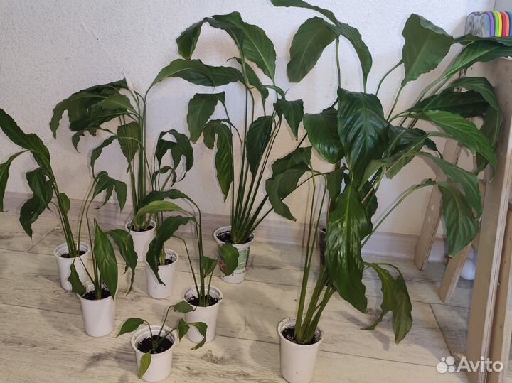 Спатифиллум