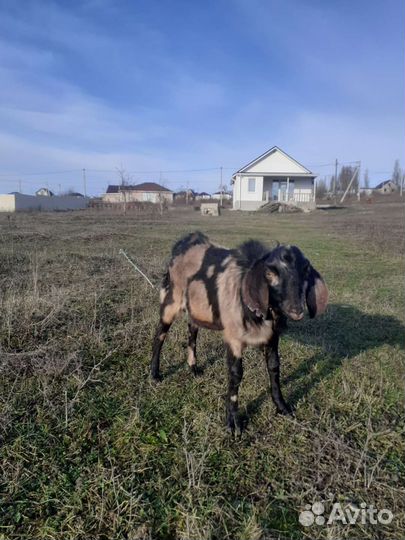 Козел на вязку