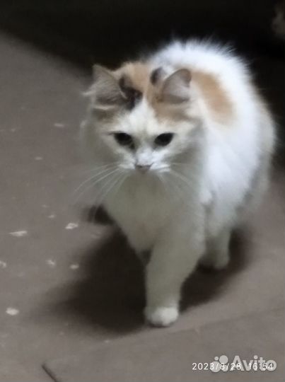 Кошечка Мурка в добрые руки