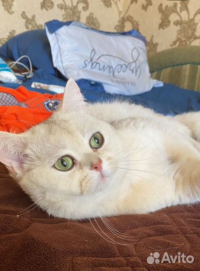 Шотландский кот. Вязка