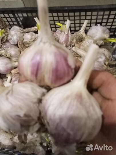 Чеснок на посадку