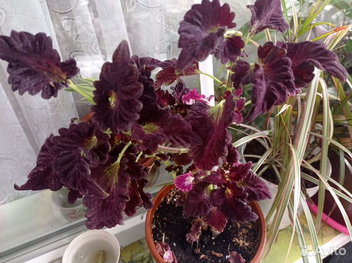 Колеус сортовые