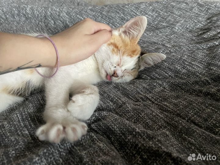 Ласковый котенок в добрые руки