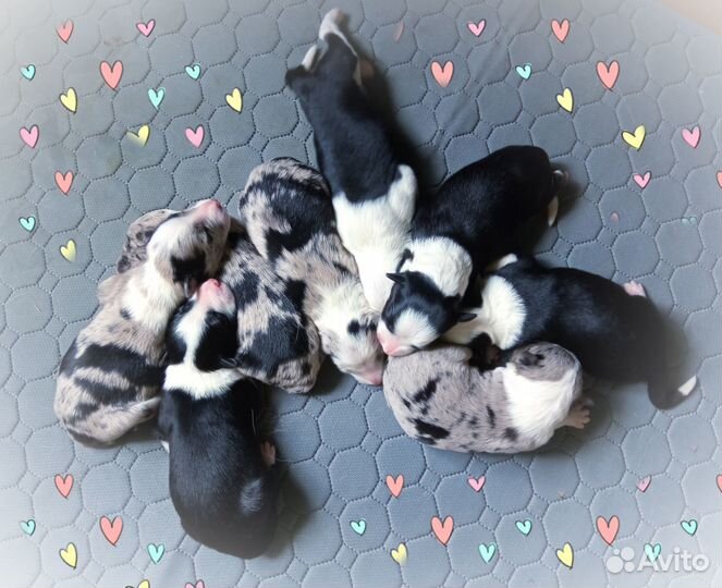 Щенки бордер колли