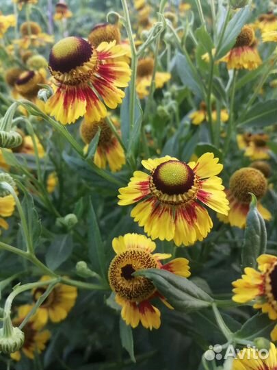 Гвоздика, тысячелистник декоративный