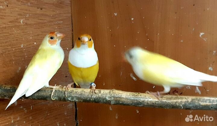 Амадины гульда