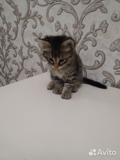 Отдам в добрые руки