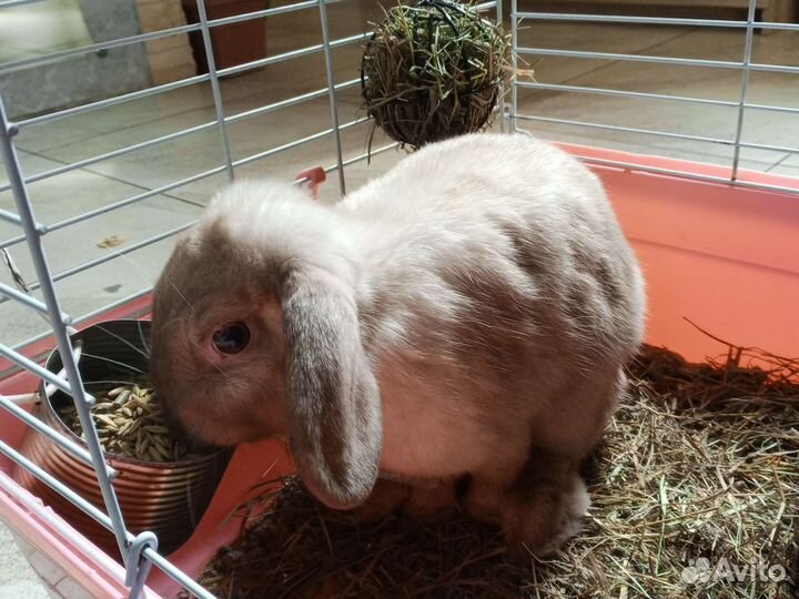 Карликовый вислоухий кролик