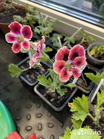 Королевская пеларгония Elegance Adele