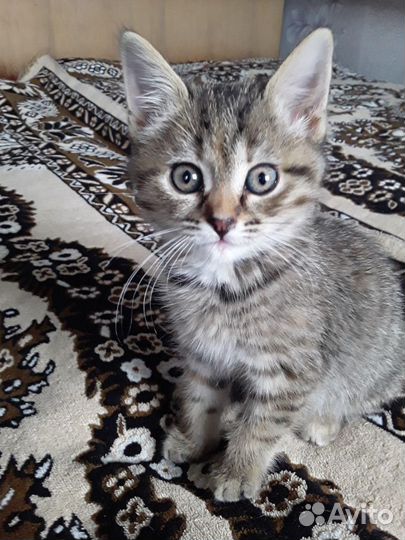 Отдаи котенка