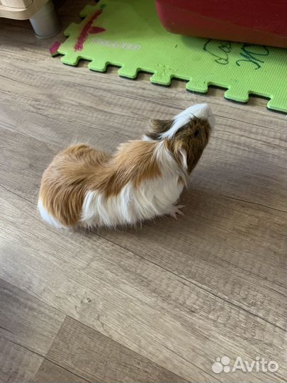 Морская свинка с клеткой