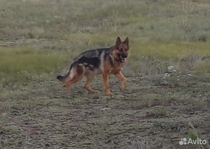 Чистокровные щенки немецкой овчарки
