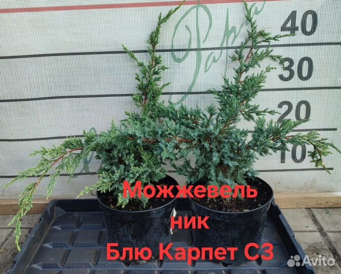 Саженцы хвойников на новый год в горшках