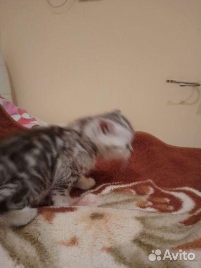 Шотландские котята