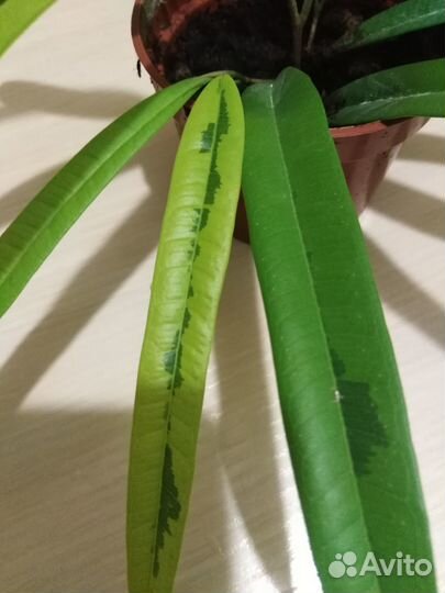 Фикус Али голд