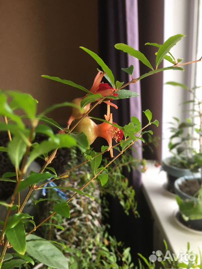 Шефлера,Фикус бенджамина