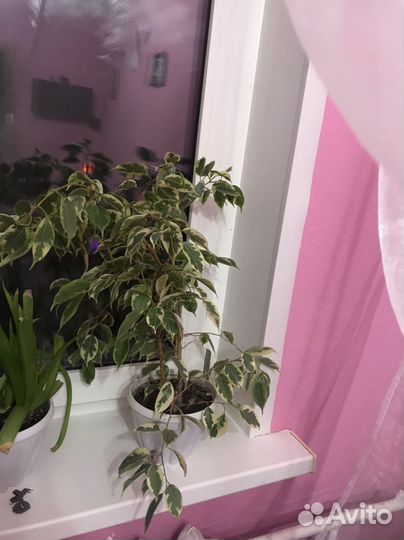 Бенджамина