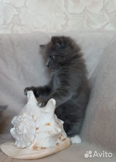 Котята ищут свой новый дом