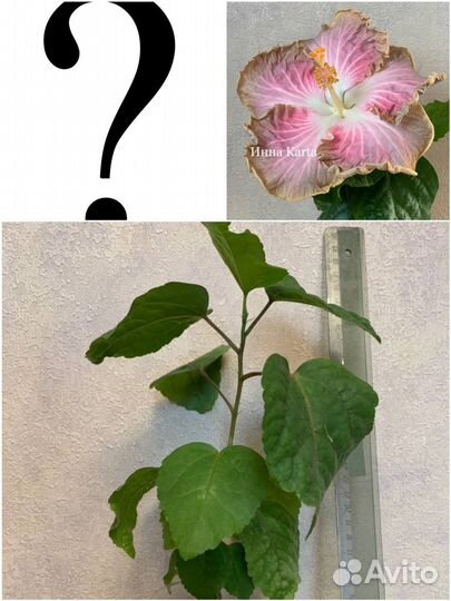 Сортовые гибискусы