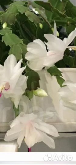 Декабрист шлюмбергера