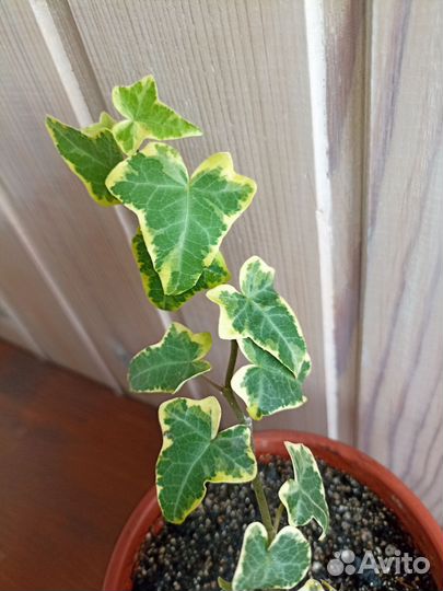 Плющ Хедера