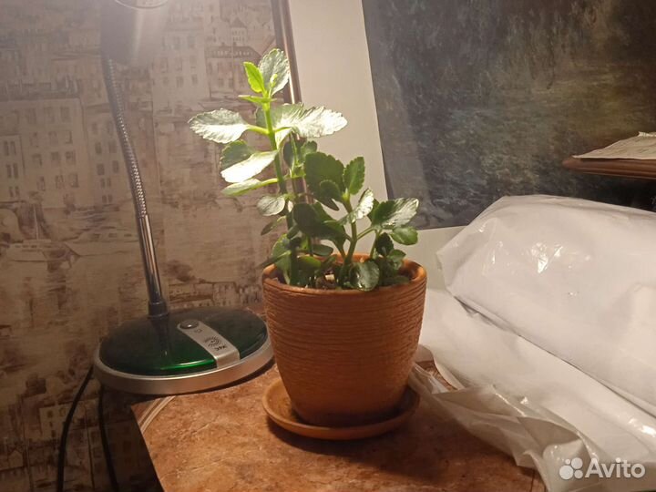 Каланхое, рыженькое